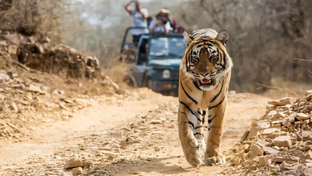 bandhavgarh-national-Travel Places in India for every budget