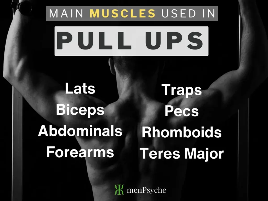 what muscles do pull ups work