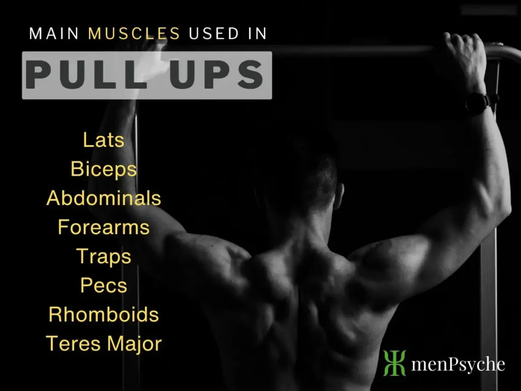 what muscles do pull ups work mainly